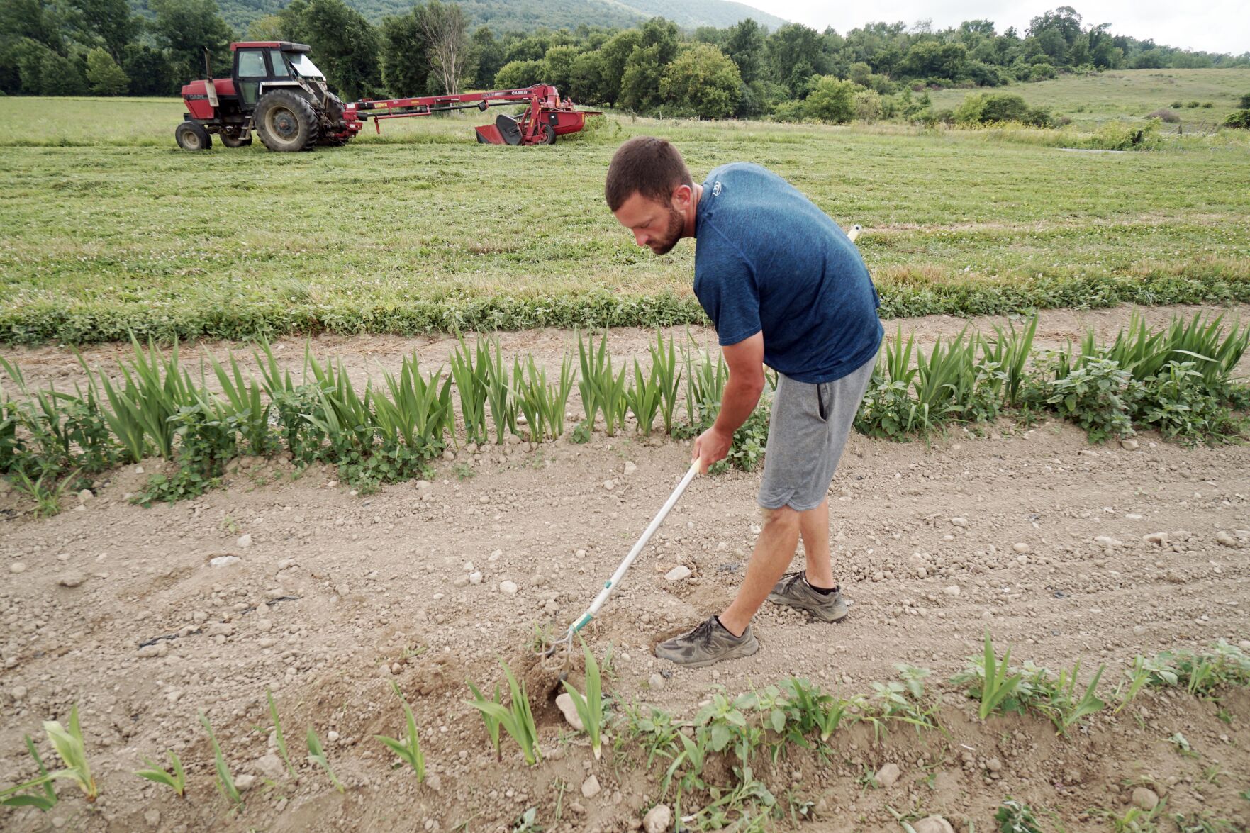 Man tends field
